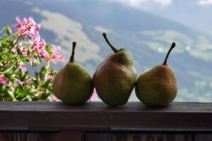 Read more about the article Walter und die Palabirne – wie ein Südtiroler Obstbauer eine uralte Birnensorte wiederentdeckt