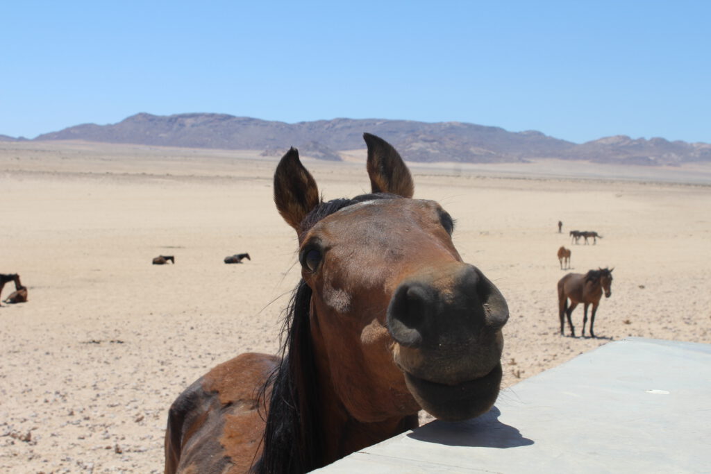 Namib-Pferde am künstlichen Wasserloch Garub