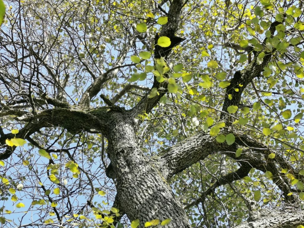 Palabirnenbäume werden mehrere hundert Jahre alt und über 25 Meter hoch